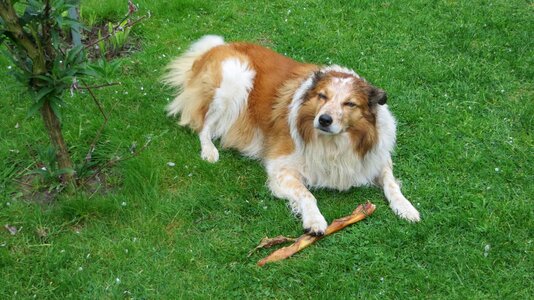 Dog brown white portrait