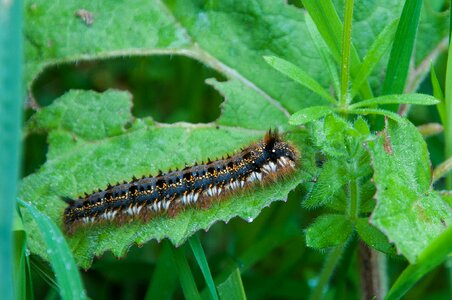 Thick caterpillar nature animals photo