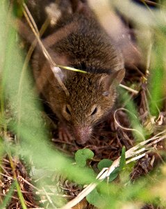 Bush wildlife marsupial