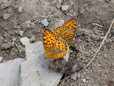 Dots mating copulating photo