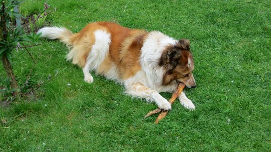 Dog animal play