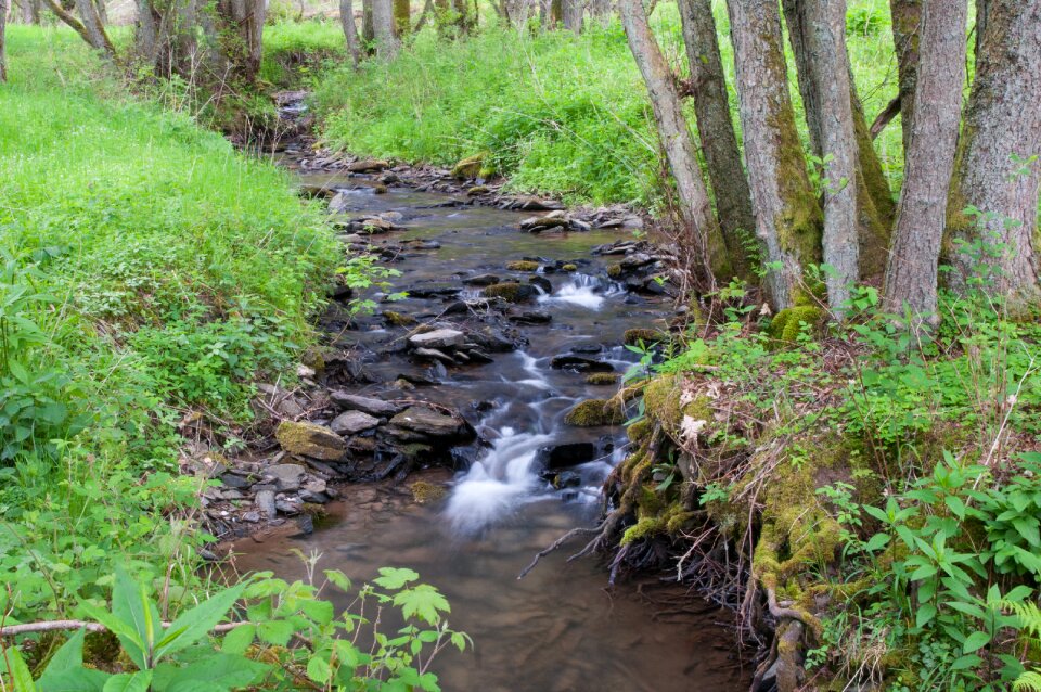 Forest natuschutzgebiet sauer bach