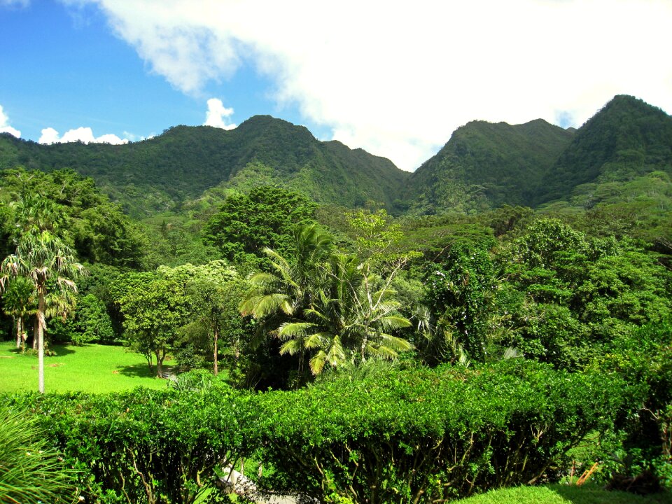 Hawaiian forest mountains