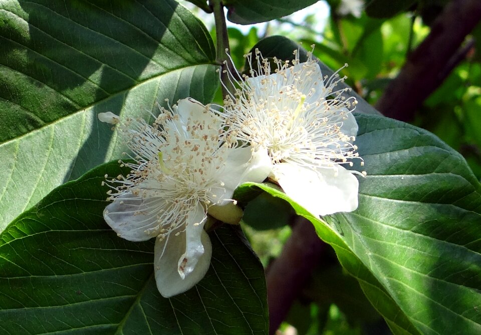 Guava leaf dharwad india