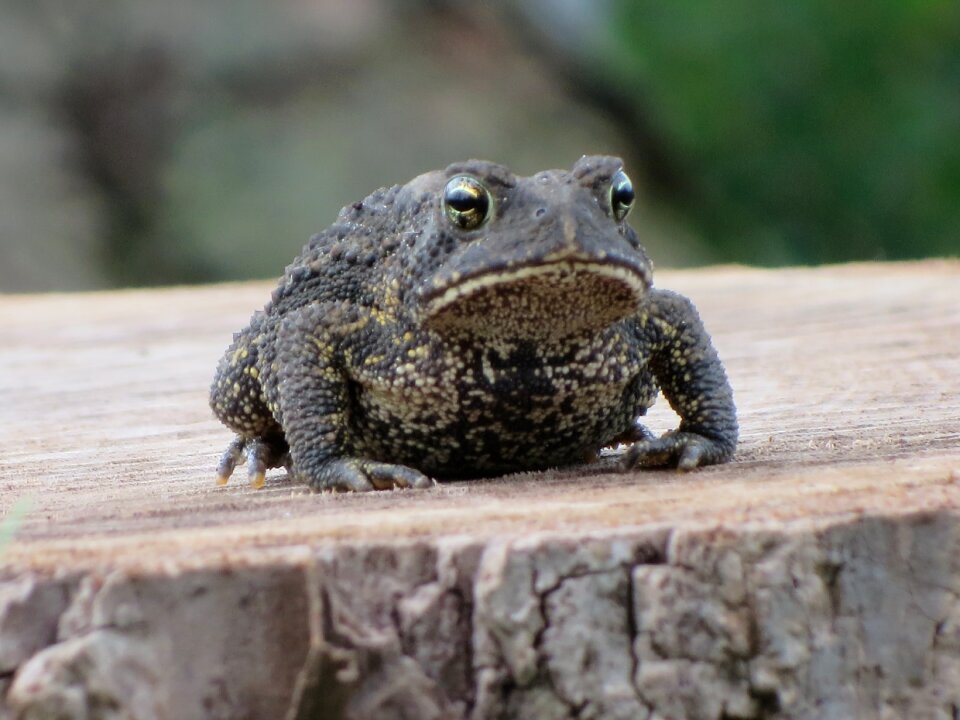 Reptile animal wildlife