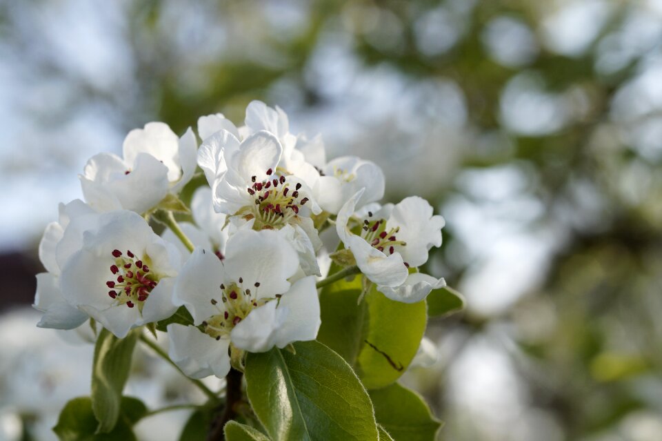 Blossom bloom white