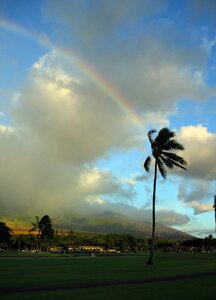 Rainbow color palm photo