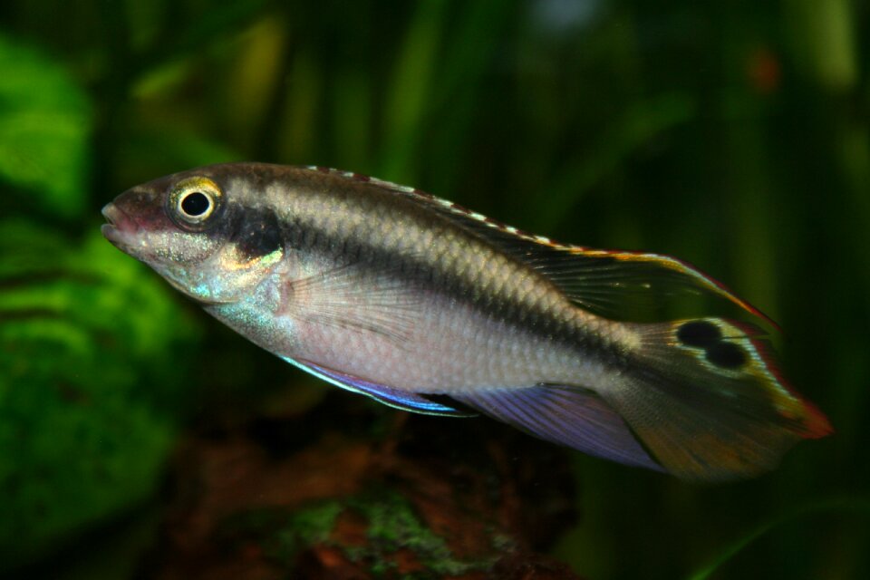 Aquarium fish toy nature