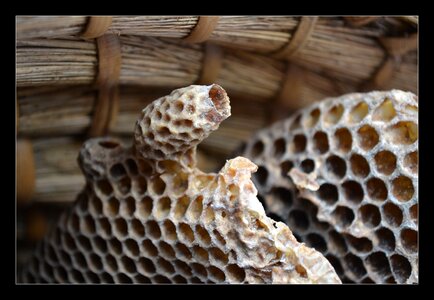 Bee honey nature