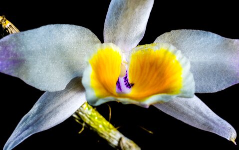 Bloom flower white purple yellow