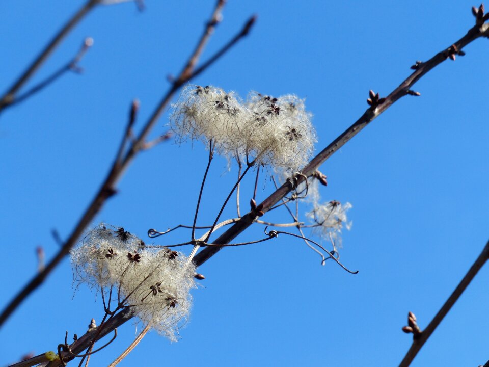 Fluffy seeds liane