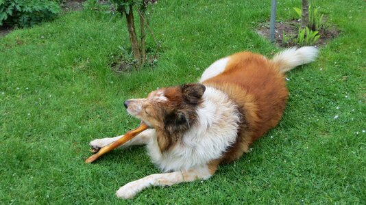 Dog animal brown white