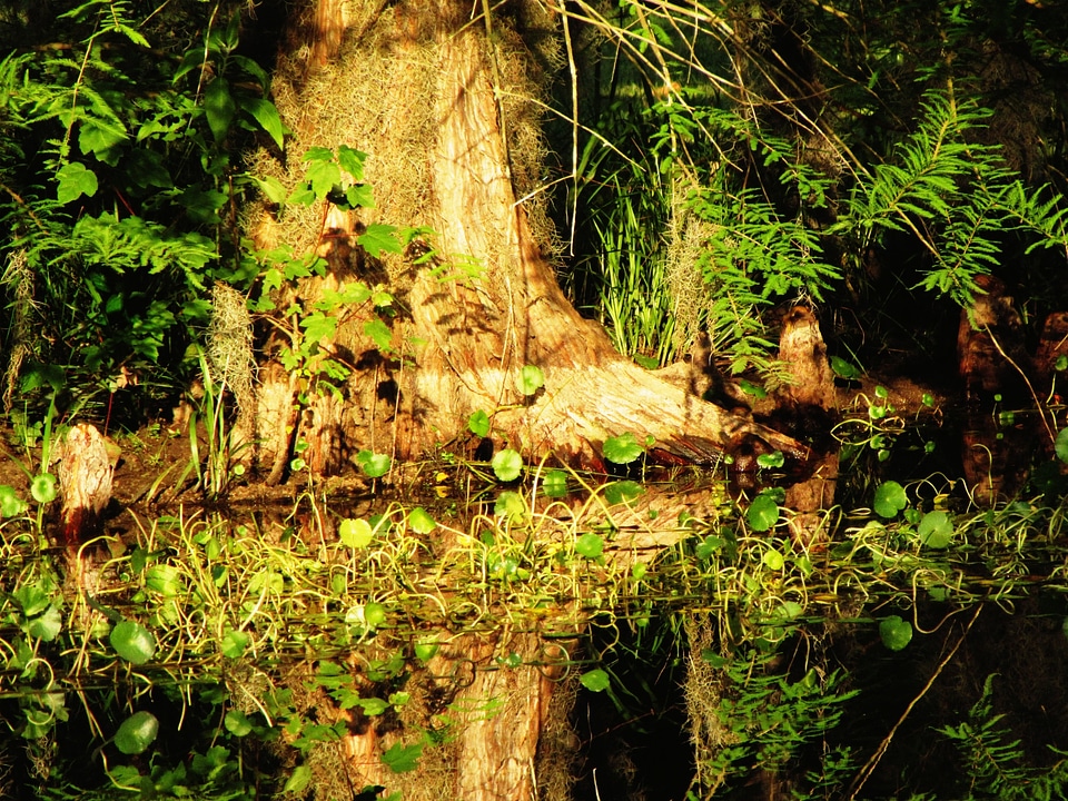 Cypress tree water