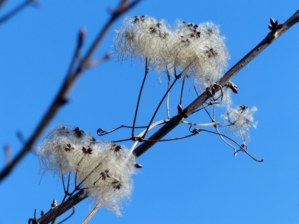 Fluffy seeds liane
