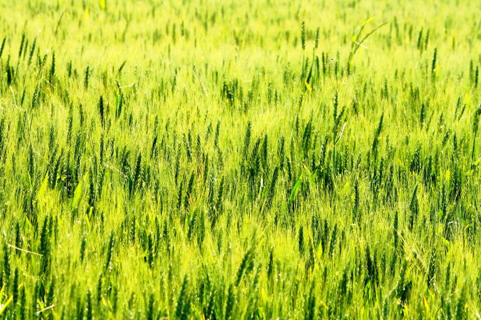 Pin field green nature