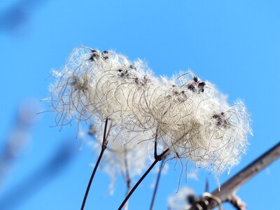 Fluffy seeds liane