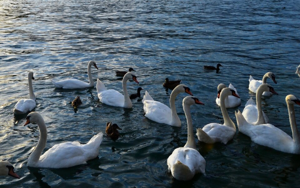 Water nature animal