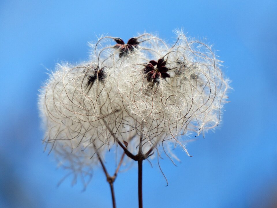 Fluffy seeds liane