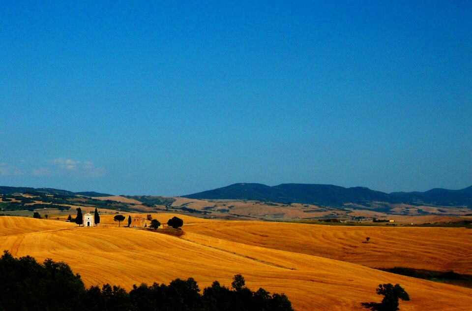 Field wheat cereals