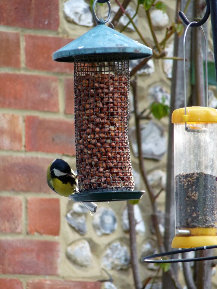 Feeder feed parus photo