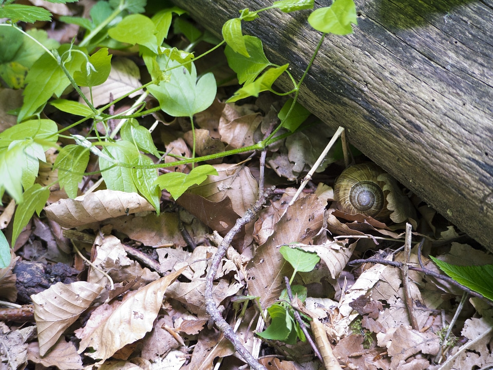 Snail leaves Free photos