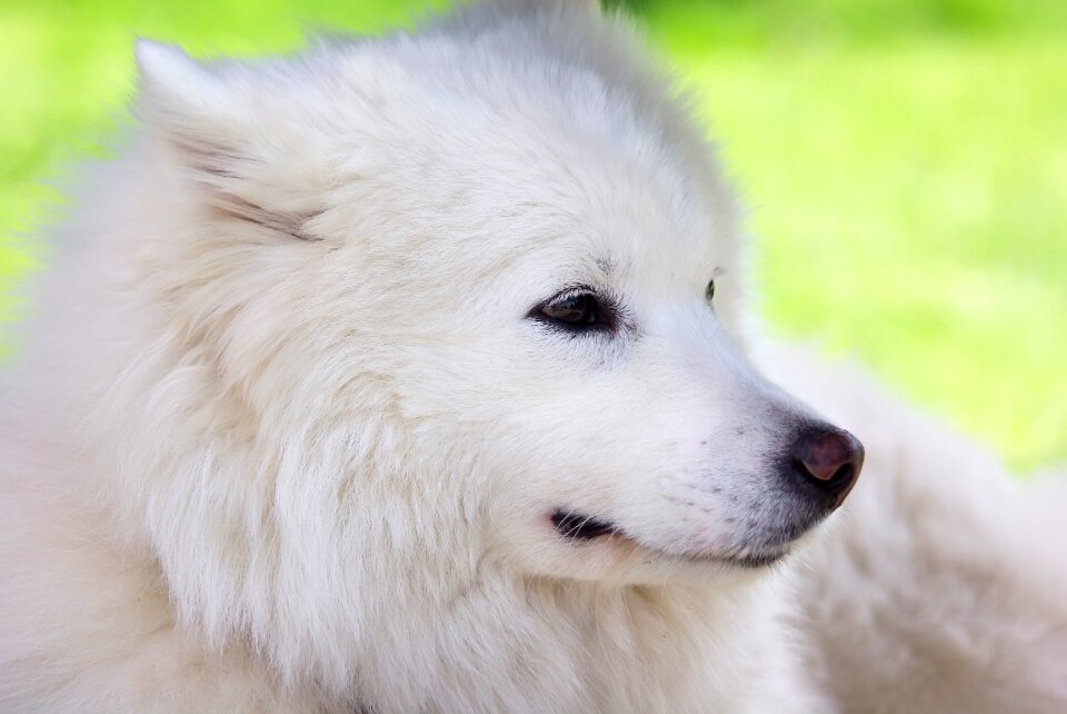 Laika white animals