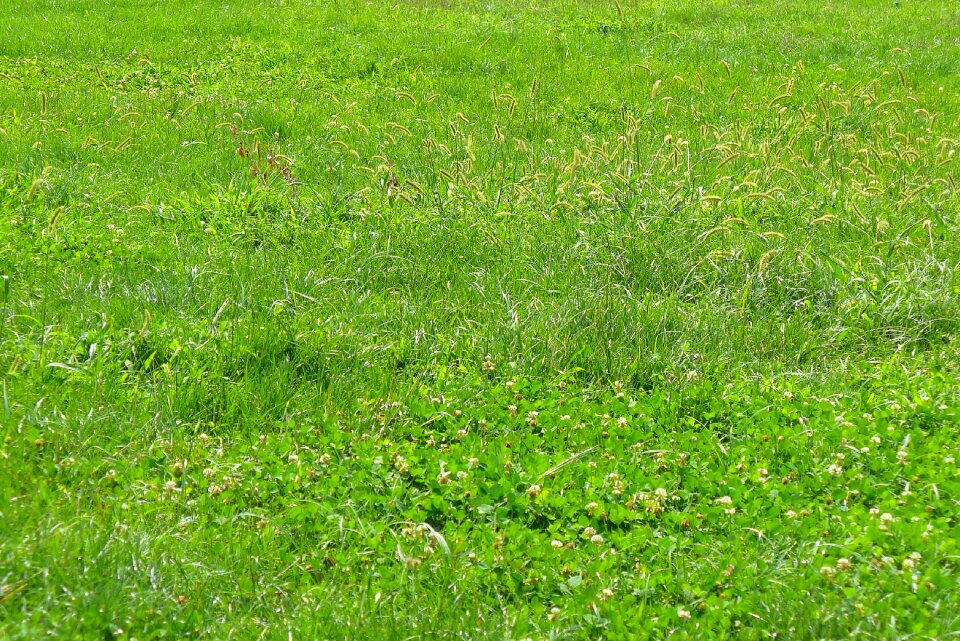 Nature background field