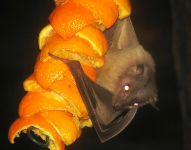 Mammal hanging fruit