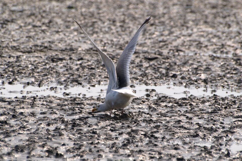 North sea ebb crab search