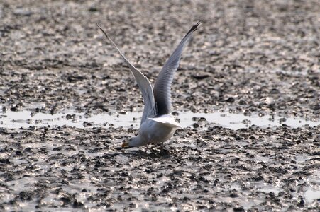 North sea ebb crab search