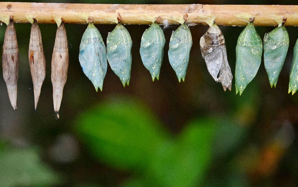 Insect larvae macro nature