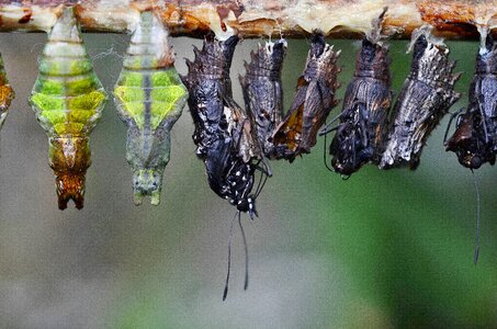 Insect larvae macro nature