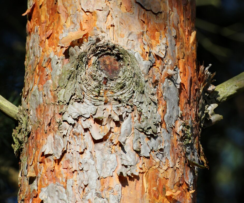 Tree nature structure