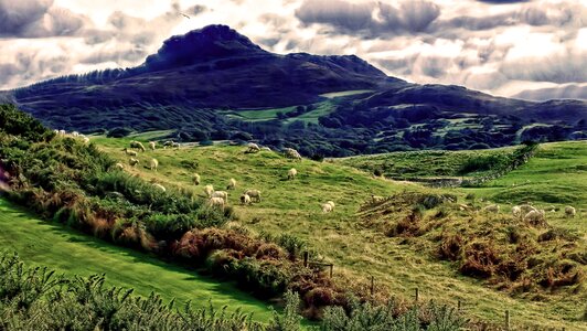Nature animal mountains