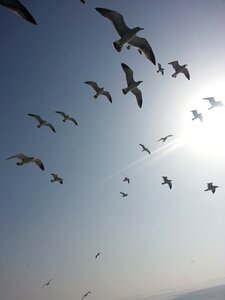 Pigeon sea sky photo