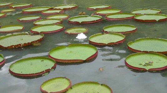 Lily lilies lotus photo