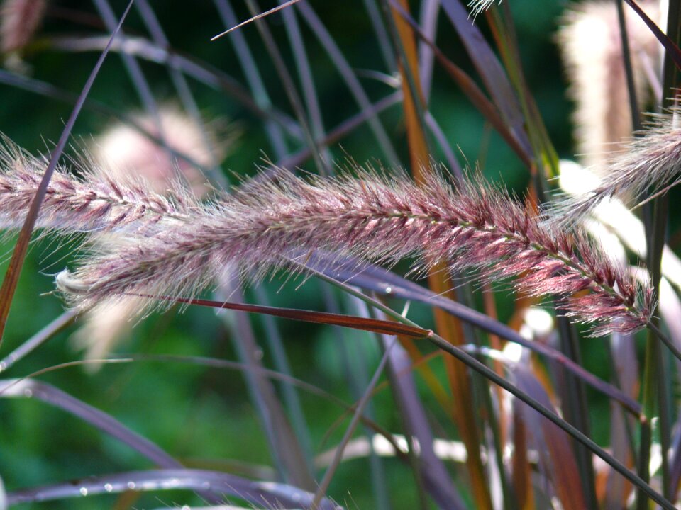 Grass ear nature