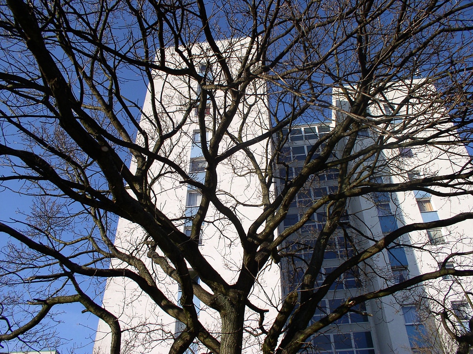 Tree branches skyscraper