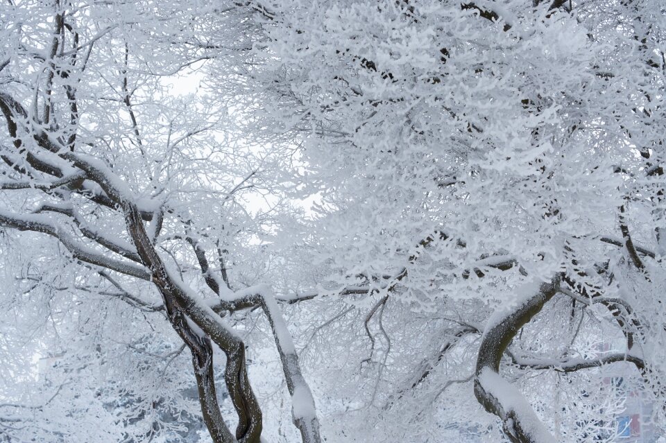 Snow twisty brances dreamy frost