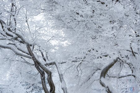 Snow twisty brances dreamy frost