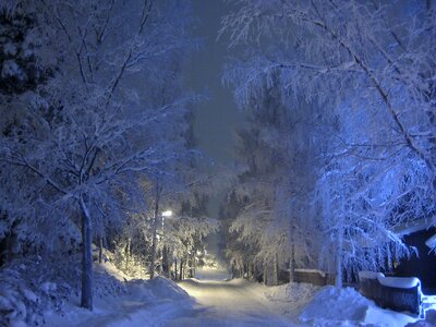 Trees blue shade snow covered