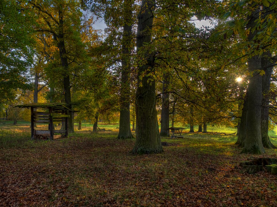 Leaves trees nature