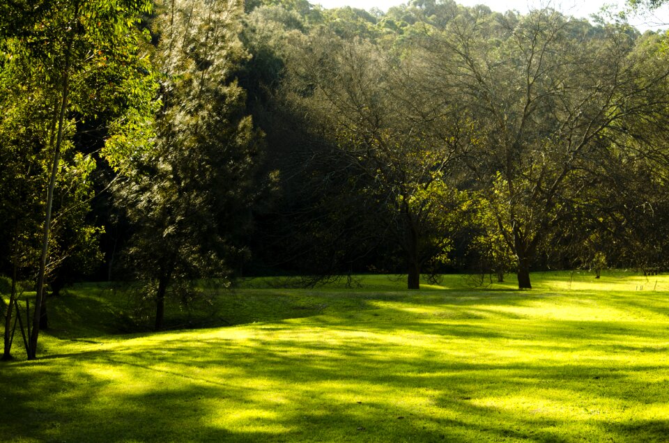 Grass landscape trees