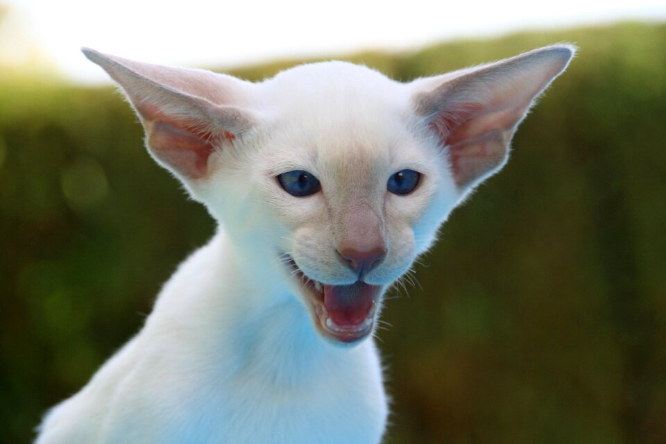 Fur charming animal
