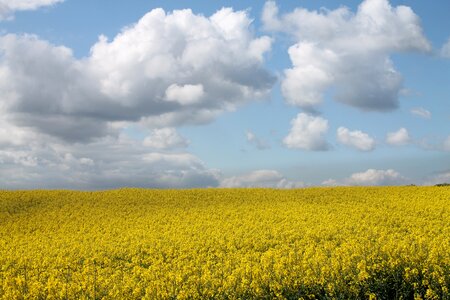 Yellow field spring photo