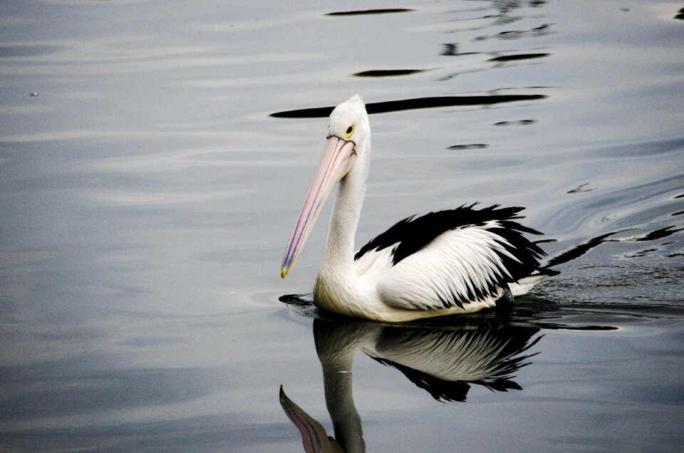 Water pond pelecanus