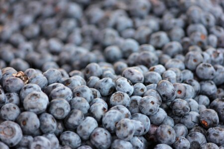 Blueberry wild berry Free photos photo