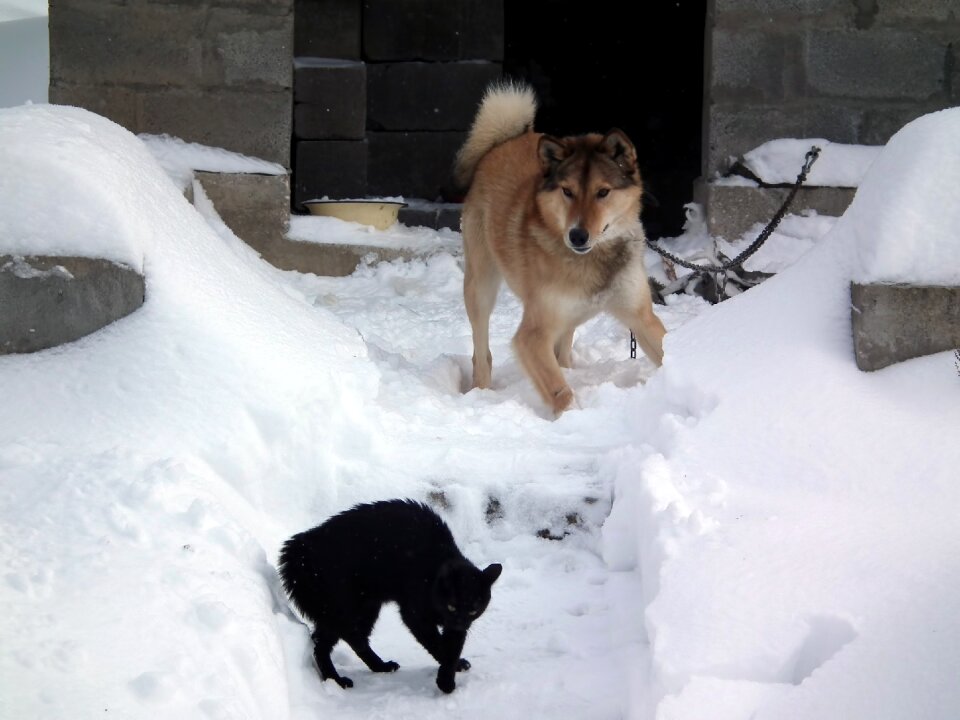Winter snow snowdrift