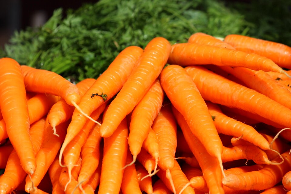 Carrots bunch orange vegetable root vegetable