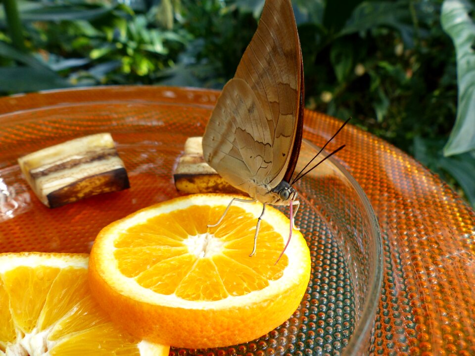 Orange slices oranges insect